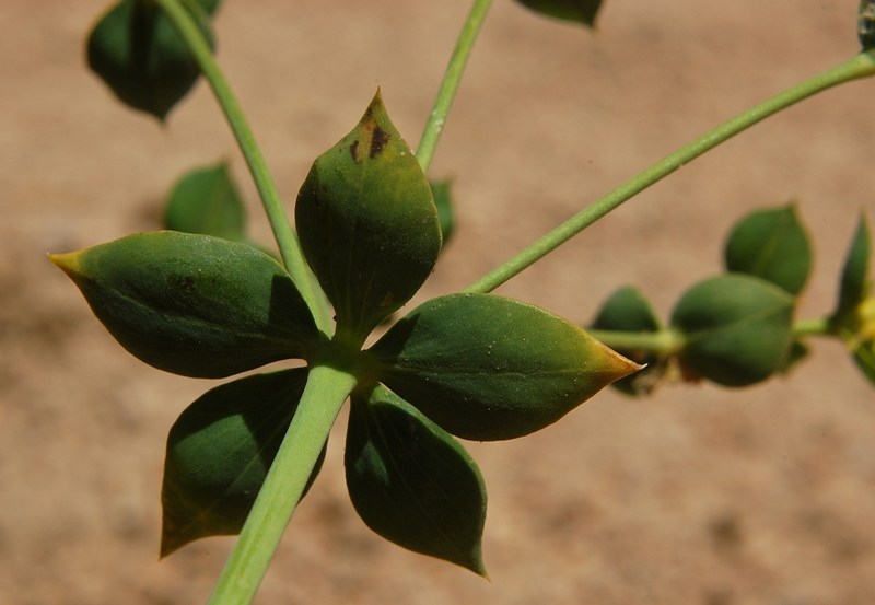 Aiuto per Euphorbia biumbellata